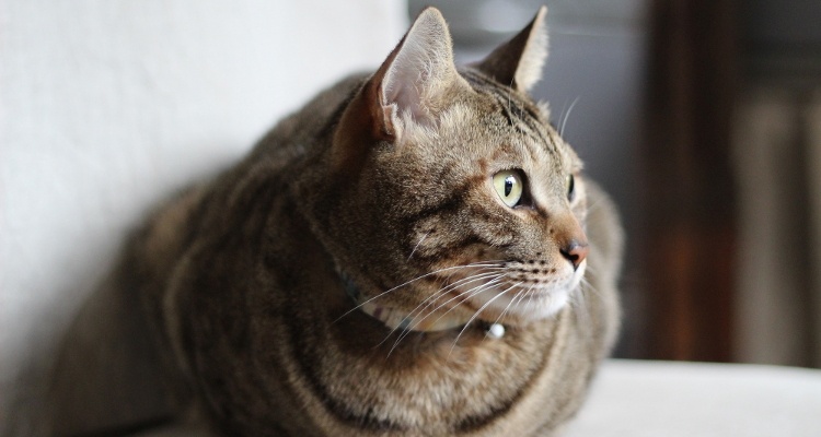猫のオーナー・動物病院登録